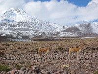 Ascensión al Parinacota